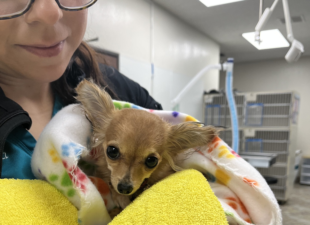 Post-Treatment Care at Animal Health Care Center Veterinary team member wrapping a small dog in warm towels after treatment at Animal Health Care Center