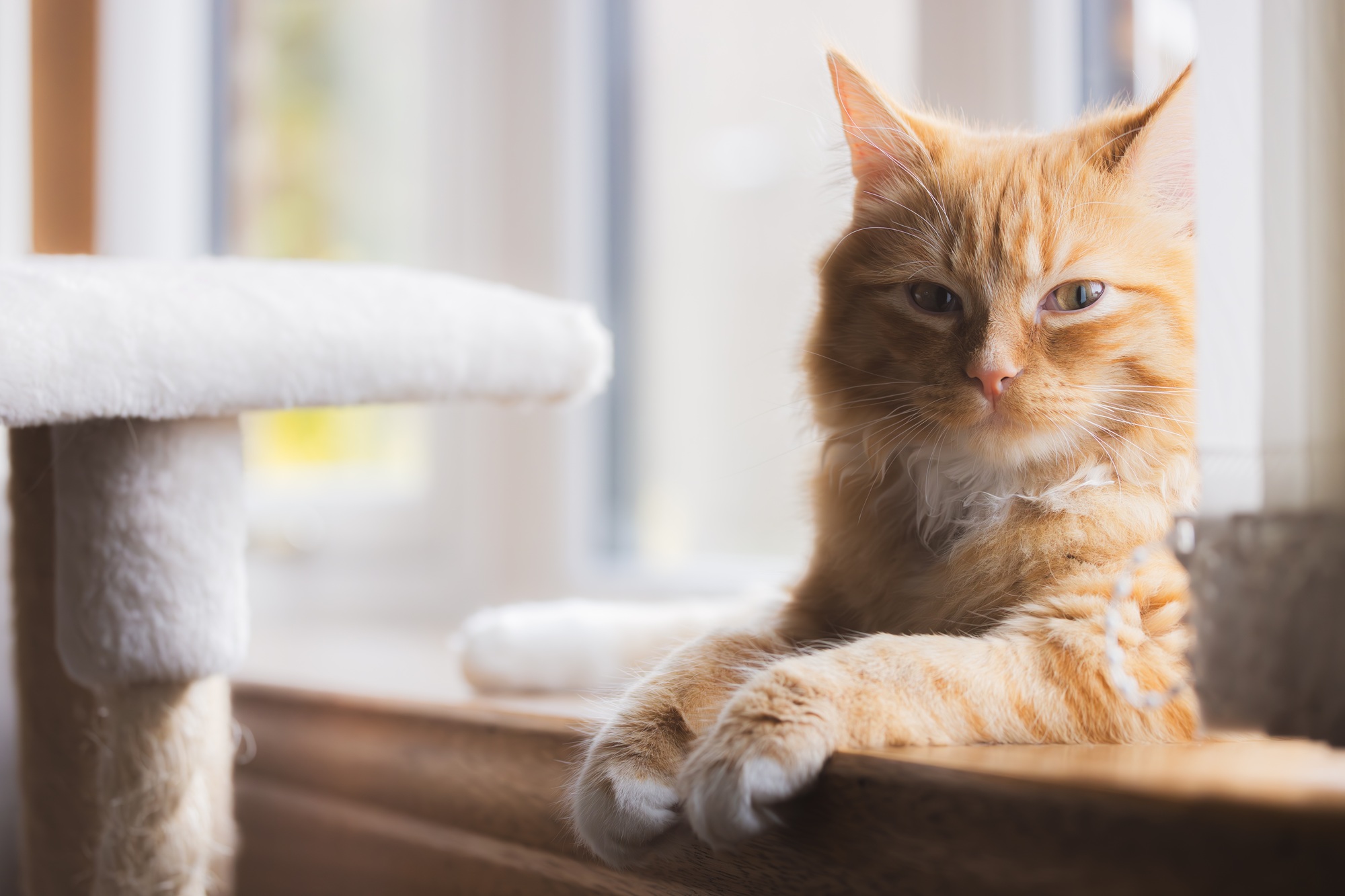 Feline Patient on a Cat Tree Ginger cat resting on a cat tree during a visit to Animal Health Care Center