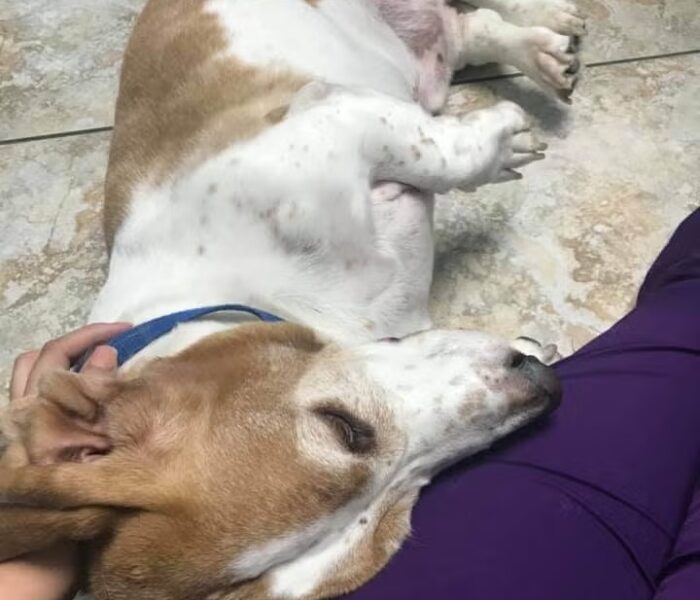 dr_rachal_with_one_of_her_favorite_patients_boudreaux