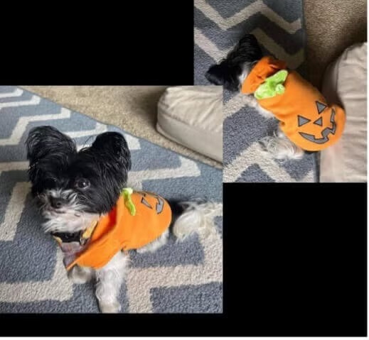 halloween-picture1-2