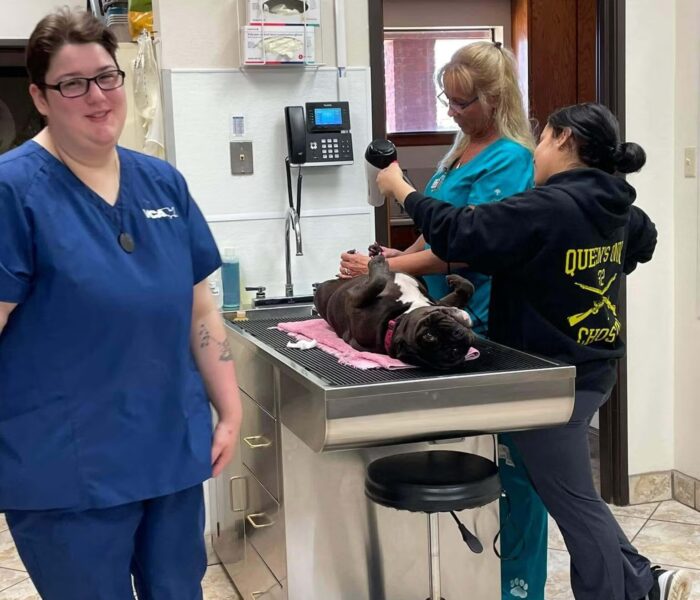 jazmine-and-our-clinic-dog-fergie-getting_-her-weekly-manicure