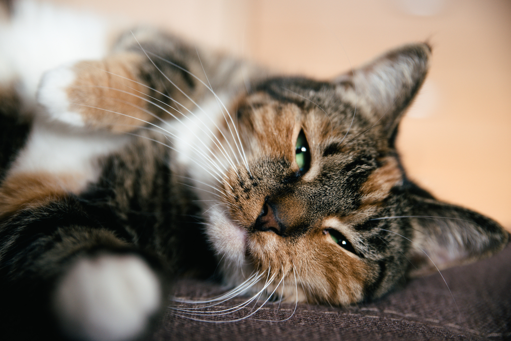 Feline Patient at Animal Health Care Center in Arlington, TX Tabby cat resting during a wellness visit at Animal Health Care Center in Arlington, TX